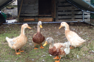 élevage de canards