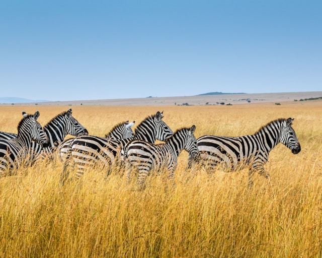 Séjour nature au cœur des réserves tanzaniennes