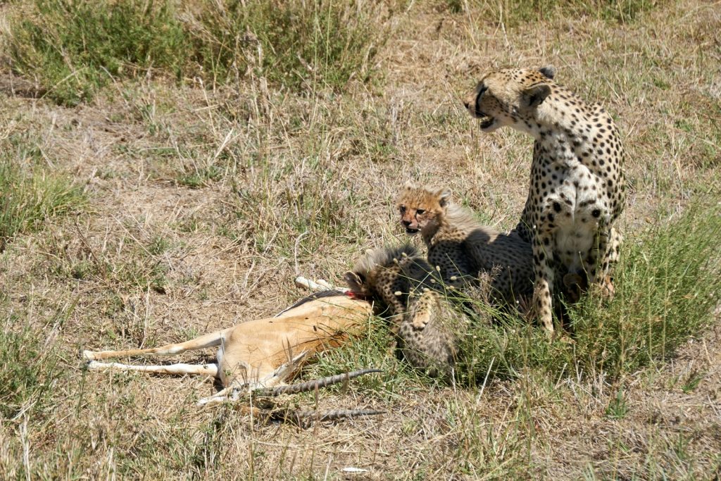 Guépard avec ses petits