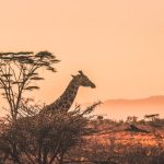 Safari en Afrique du Sud