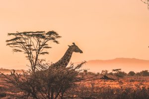 Safari en Afrique du Sud