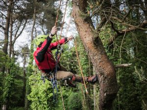 Campings avec parcours accrobranche