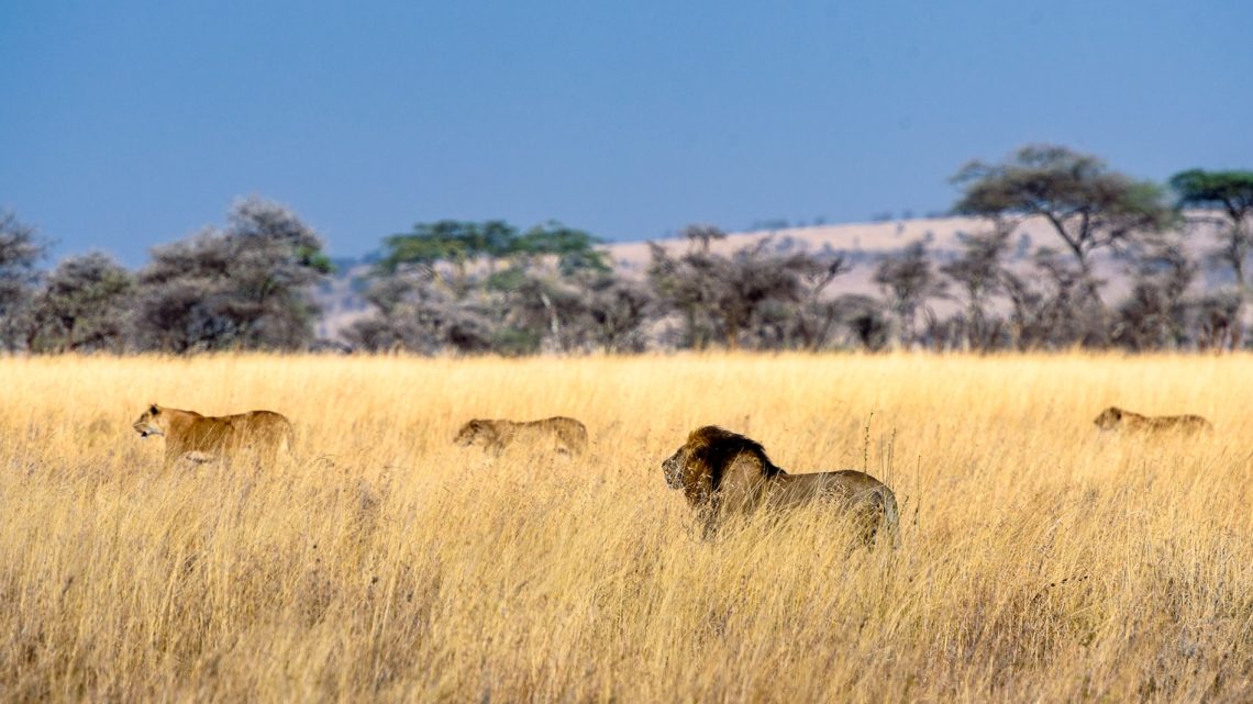 Le guide ultime pour un safari dans le parc national du Serengeti