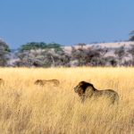 Lion Tanzanie