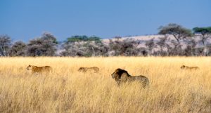 Lion Tanzanie