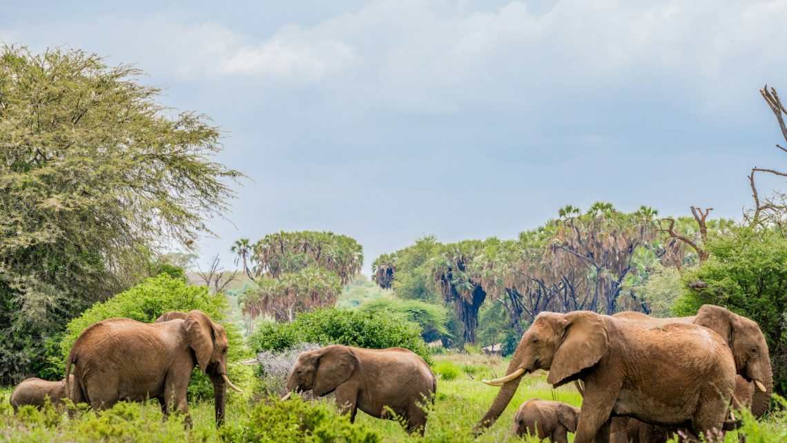 Voyage au Kenya : les animaux et la faune