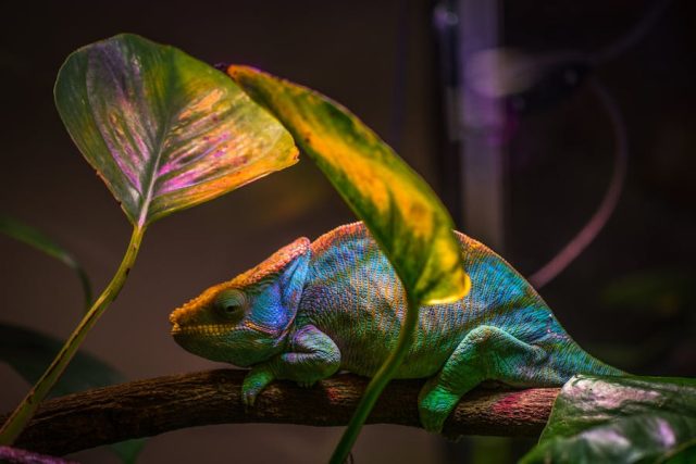 Comment créer un habitat naturel pour votre reptile : conseils et astuces