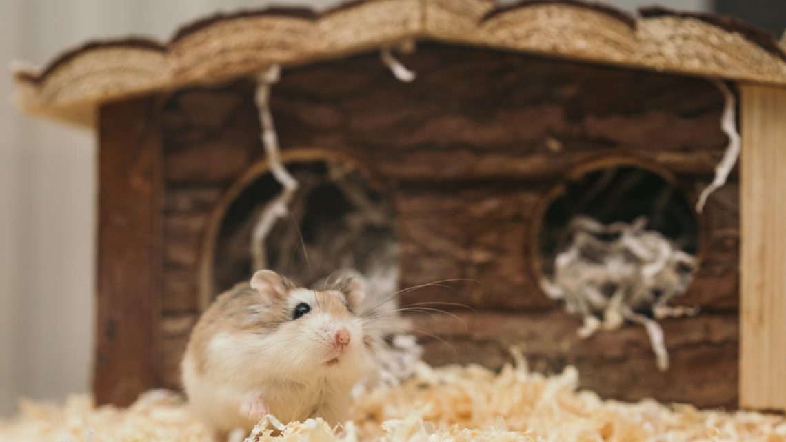 Prendre soin d’un hamster : un guide complet pour les propriétaires