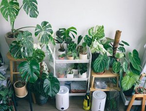 Plantes d'interieur