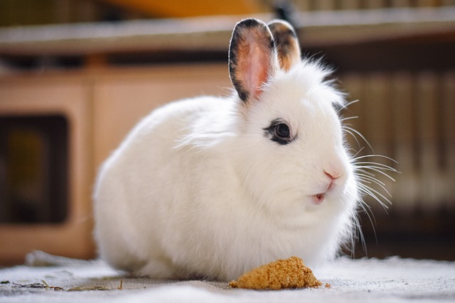 Les aliments bénéfiques pour la santé de votre lapin