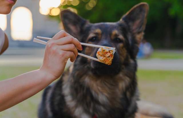 Une nutrition naturelle pour votre chien grâce aux croquettes sans céréales