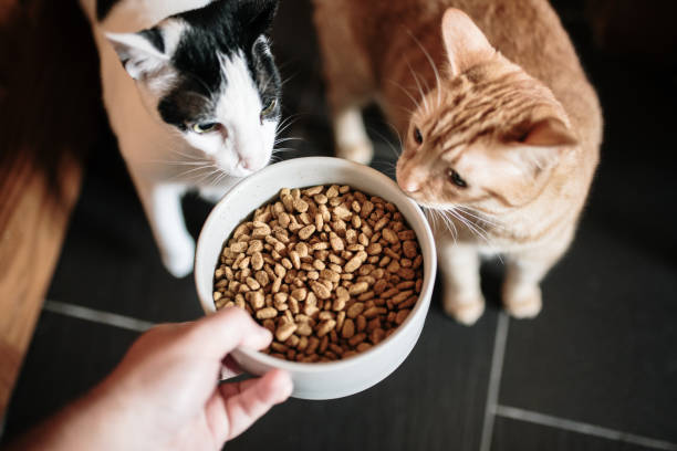 Croquettes Sans Céréales