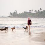 Promenades pour chiens