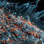 Microbiote intestinal